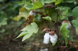 2010民家園-06.jpg