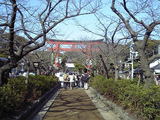 鎌倉・八幡宮