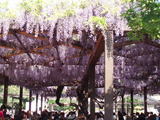 07上野公園・藤棚