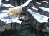 雪の上野動物園・3