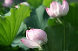IMG_8567.jpg
