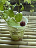 20050728e03d05a9.jpg