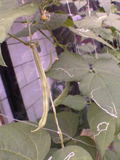 20050810d76fa977.jpg