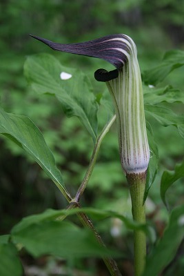 まむし草-400.jpg