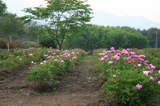 駒ヶ根-21.jpg